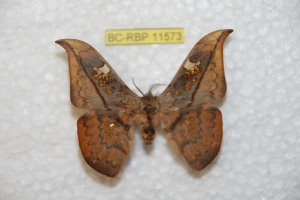  (Solus parvifenestrata phupana - BC-RBP 11573)  @11 [ ] Copyright (2019) Ron Brechlin Research Collection of Ron Brechlin