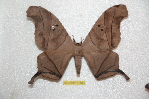  ( - BC-RBP 11593)  @11 [ ] Copyright (2020) Ron Brechlin Research Collection of Ron Brechlin