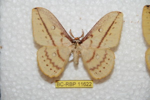  (Neodiphthera pelepagana - BC-RBP 11622)  @13 [ ] Copyright (2020) Ron Brechlin Research Collection of Ron Brechlin
