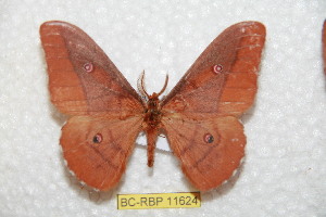  (Neodiphthera vanschaycki - BC-RBP 11624)  @11 [ ] Copyright (2020) Ron Brechlin Research Collection of Ron Brechlin