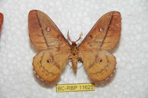  (Neodiphthera siriae - BC-RBP 11625)  @11 [ ] Copyright (2020) Ron Brechlin Research Collection of Ron Brechlin