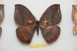  ( - BC-RBP 11642)  @11 [ ] Copyright (2020) Ron Brechlin Research Collection of Ron Brechlin
