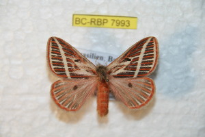  (Eubergia peggyae - BC-RBP 7993)  @14 [ ] Copyright (2013) Ron Brechlin coll. Ron Brechlin, Pasewalk