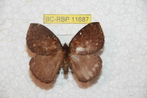  ( - BC-RBP 11687)  @11 [ ] Copyright (2020) Ron Brechlin Research Collection of Ron Brechlin