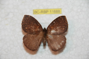  ( - BC-RBP 11688)  @11 [ ] Copyright (2020) Ron Brechlin Research Collection of Ron Brechlin