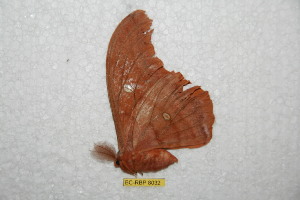  ( - BC-RBP 8032)  @12 [ ] Copyright (2013) Ron Brechlin Research Collection of Ron Brechlin