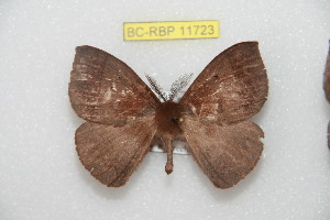  ( - BC-RBP 11723)  @11 [ ] Copyright (2020) Ron Brechlin Research Collection of Ron Brechlin