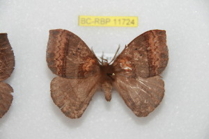  ( - BC-RBP 11724)  @11 [ ] Copyright (2020) Ron Brechlin Research Collection of Ron Brechlin