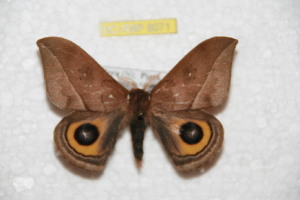  ( - BC-RBP 8071)  @12 [ ] Copyright (2013) Ron Brechlin Research Collection of Ron Brechlin