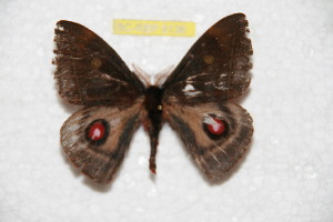  (Gamelia negromorona - BC-RBP 8136)  @12 [ ] Copyright (2013) Ron Brechlin Research Collection of Ron Brechlin