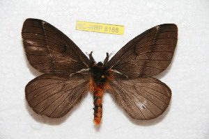  (Pseudodirphia kaechi - BC-RBP 8188)  @14 [ ] Copyright (2013) Ron Brechlin Research Collection of Ron Brechlin