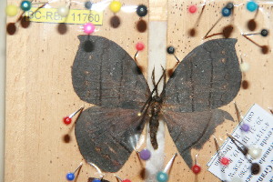  ( - BC-RBP 11760)  @11 [ ] Copyright (2020) Ron Brechlin Research Collection of Ron Brechlin