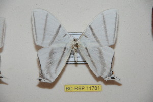  (Therinia amphira araguensis - BC-RBP 11781)  @11 [ ] Copyright (2020) Ron Brechlin Research Collection of Ron Brechlin