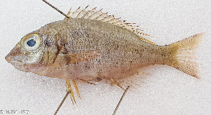  ( - CM025_012)  @11 [ ] CreativeCommons Attribution ShareAlike (2022) Institut Halieutique et des Sciences Marines Institut Halieutique et des Sciences Marines