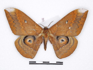  ( - BC-SK0304)  @12 [ ] Copyright (2010) Steve Kohll Research Collection of Steve Kohll