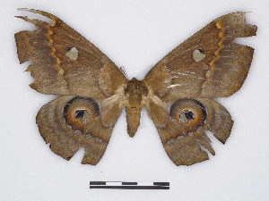  ( - BC-SK0308)  @12 [ ] Copyright (2010) Steve Kohll Research Collection of Steve Kohll