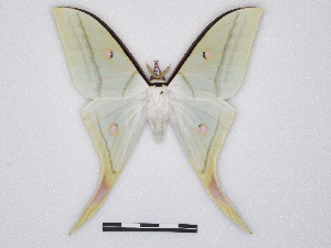  ( - BC-SK0326)  @14 [ ] Copyright (2010) Steve Kohll Research Collection of Steve Kohll