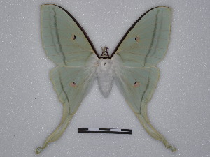  ( - BC-SK0328)  @14 [ ] Copyright (2010) Steve Kohll Research Collection of Steve Kohll