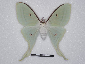  ( - BC-SK0330)  @14 [ ] Copyright (2010) Steve Kohll Research Collection of Steve Kohll