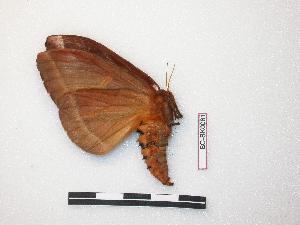  (Dirphia albescens - BC-SK0061)  @13 [ ] Copyright (2010) Steve Kohll Research Collection of Steve Kohll
