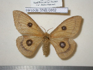  ( - barcode SNB 862)  @13 [ ] Copyright (2010) Stefan Naumann Research Collection of Stefan Naumann