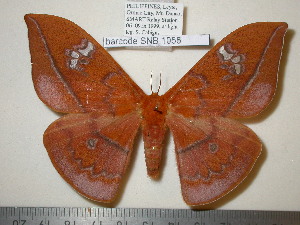  (Cricula leyteana - barcode SNB 1055)  @15 [ ] Copyright (2010) Stefan Naumann Research Collection of Stefan Naumann