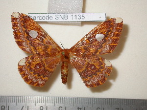  (Pararhodia ulrichi - barcode SNB 1135)  @11 [ ] Copyright (2010) Stefan Naumann Research Collection of Stefan Naumann