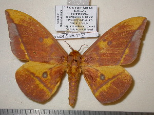  ( - barcode SNB 1157)  @14 [ ] Copyright (2010) Stefan Naumann Research Collection of Stefan Naumann