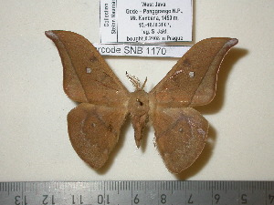  (Cricula elaezia - barcode SNB 1170)  @14 [ ] Copyright (2010) Stefan Naumann Research Collection of Stefan Naumann