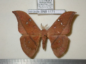  (Cricula pelengensis - barcode SNB 1171)  @14 [ ] Copyright (2010) Stefan Naumann Research Collection of Stefan Naumann