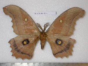  (Antheraea meridiana - barcode SNB 1937)  @15 [ ] Copyright (2010) Stefan Naumann Research Collection of Stefan Naumann