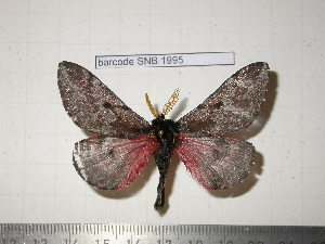  (Coloradia pseudoguerreroiana - barcode SNB 1995)  @13 [ ] Copyright (2010) Stefan Naumann Unspecified