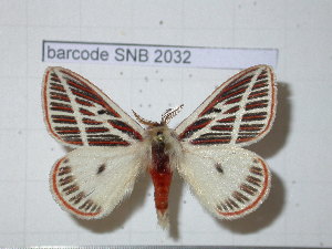  (Eubergia altoparanensis - barcode SNB 2032)  @14 [ ] Copyright (2010) Stefan Naumann Unspecified
