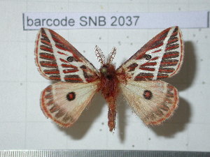  (Eubergia argyrea - barcode SNB 2037)  @14 [ ] Copyright (2010) Stefan Naumann Unspecified