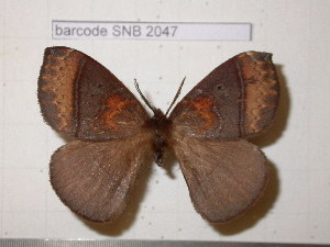  (Janiodes meridensis - barcode SNB 2047)  @13 [ ] Copyright (2010) Stefan Naumann Unspecified