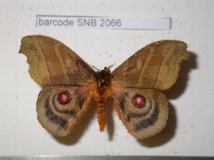  (Hyperchiria cuscacuta - barcode SNB 2066)  @13 [ ] Copyright (2010) Stefan Naumann Unspecified