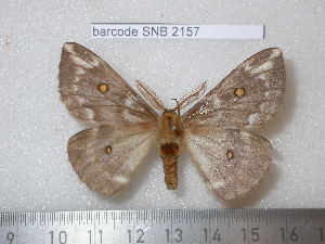  ( - barcode SNB 2157)  @13 [ ] Copyright (2010) Stefan Naumann Research Collection of Stefan Naumann