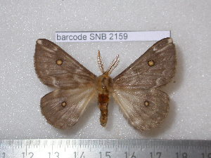  ( - barcode SNB 2159)  @13 [ ] Copyright (2010) Stefan Naumann Research Collection of Stefan Naumann