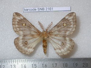  ( - barcode SNB 2161)  @14 [ ] Copyright (2010) Stefan Naumann Research Collection of Stefan Naumann