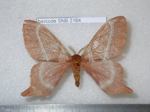  ( - barcode SNB 2164)  @12 [ ] Copyright (2010) Stefan Naumann Research Collection of Stefan Naumann