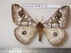  ( - barcode SNB 2173)  @14 [ ] Copyright (2010) Stefan Naumann Research Collection of Stefan Naumann