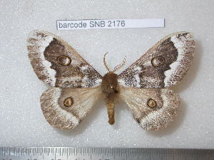  ( - barcode SNB 2176)  @14 [ ] Copyright (2010) Stefan Naumann Research Collection of Stefan Naumann