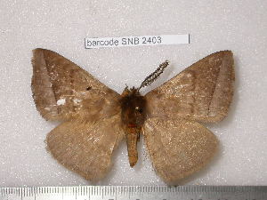  ( - barcode SNB 2403)  @14 [ ] Copyright (2010) Stefan Naumann Research Collection of Stefan Naumann