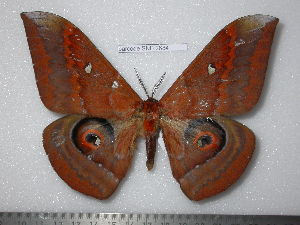  ( - barcode SNB 2684)  @12 [ ] Copyright (2010) Stefan Naumann Research Collection of Stefan Naumann