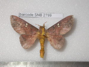  ( - barcode SNB 2799)  @14 [ ] Copyright (2010) Stefan Naumann Research Collection of Stefan Naumann