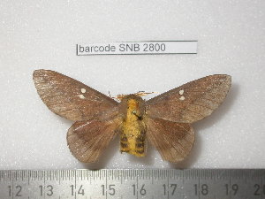  ( - barcode SNB 2800)  @13 [ ] Copyright (2010) Stefan Naumann Research Collection of Stefan Naumann