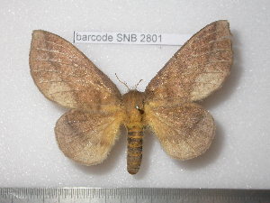  ( - barcode SNB 2801)  @13 [ ] Copyright (2010) Stefan Naumann Research Collection of Stefan Naumann