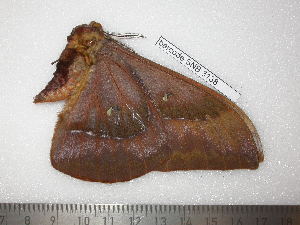  ( - barcode SNB 3138)  @12 [ ] Copyright (2010) Stefan Naumann Research Collection of Stefan Naumann