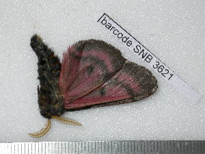  ( - barcode SNB 3621)  @12 [ ] Copyright (2012) Stefan Naumann Research Collection of Stefan Naumann