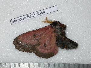  ( - barcode SNB 3644)  @12 [ ] Copyright (2012) Stefan Naumann Research Collection of Stefan Naumann